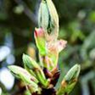 Poupě jírovce maďalu °7° CHESTNUT BUD