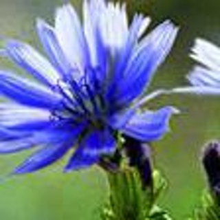 Čekanka obecná °8° CHICORY
