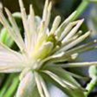 Plamének plotní °9° CLEMATIS