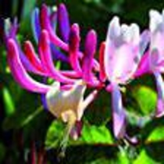 Zimolez kozí list °16° HONEYSUCKLE
