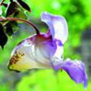 Netýkavka žláznatá °18° IMPATIENS