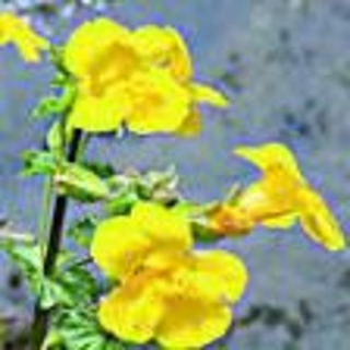 Kejklířka skvrnitá °20° MIMULUS