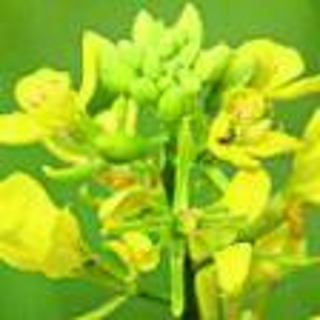 Hořčice polní °21° MUSTARD