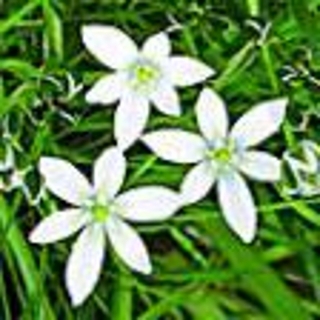 Snědek chocholičnatý °29°STAR OF BETHLEHEM