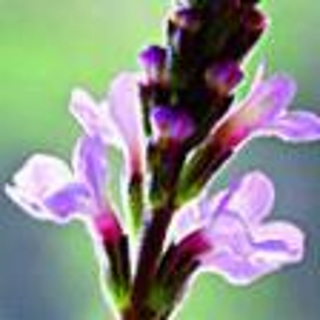Sporýš lékařský °31° VERVAIN