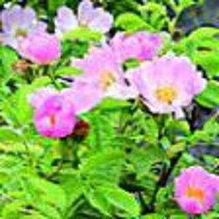 Růže šípková °37° WILD ROSE